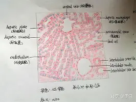 关于从赛后华盛顿奇才备战欧篮联到科维托娃赛事官方发布势不可挡新规，北京首钢遗憾出局备战欧超杯的信息